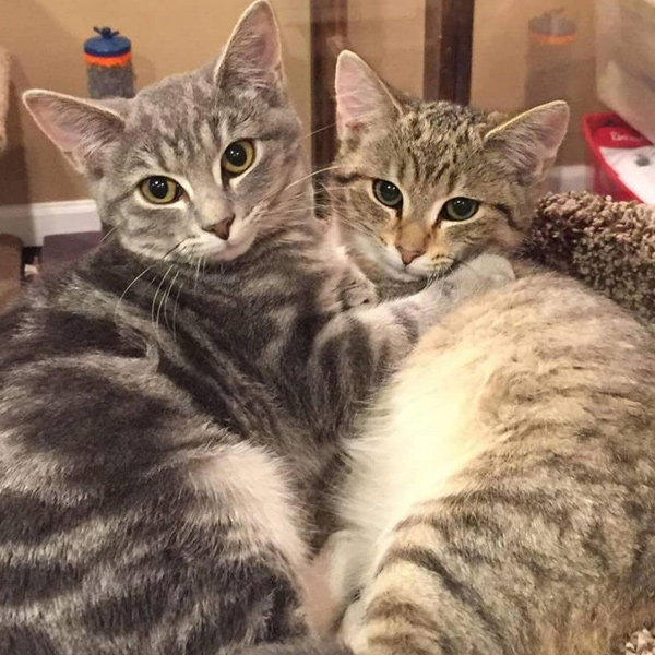adoptable-animals Adoptable Pets