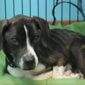 Humane Investigations Humane Investigations