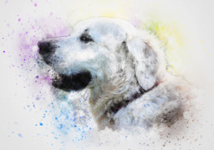 WatercolorDog Animal Image