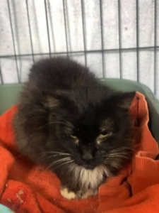 seymourcat Animal Image