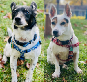 banditboo Animal Image