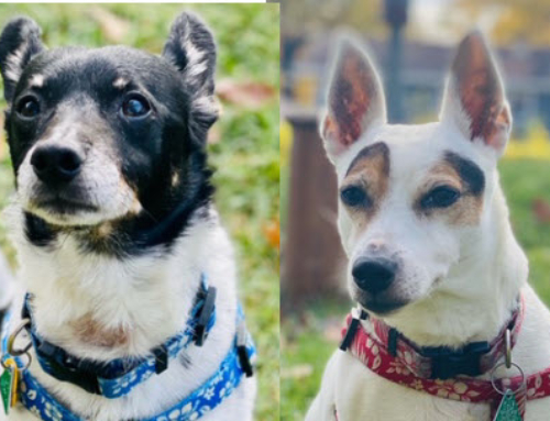 Bonded pair, Bandit and Boo, need dentals