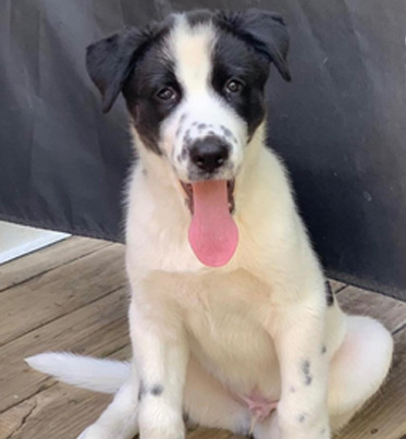 Peter | Male Husky