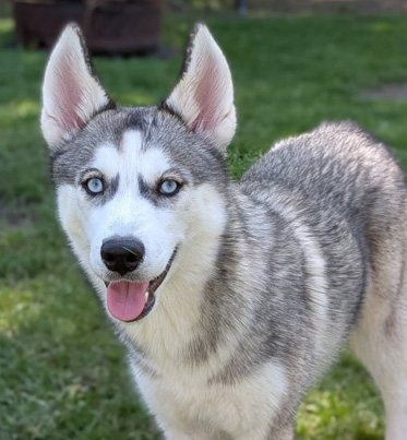 Frida (Featured Pet)