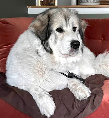 Luna Featured Pet