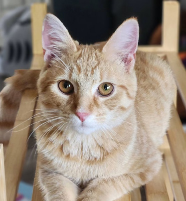Zipper | Featured Pet
